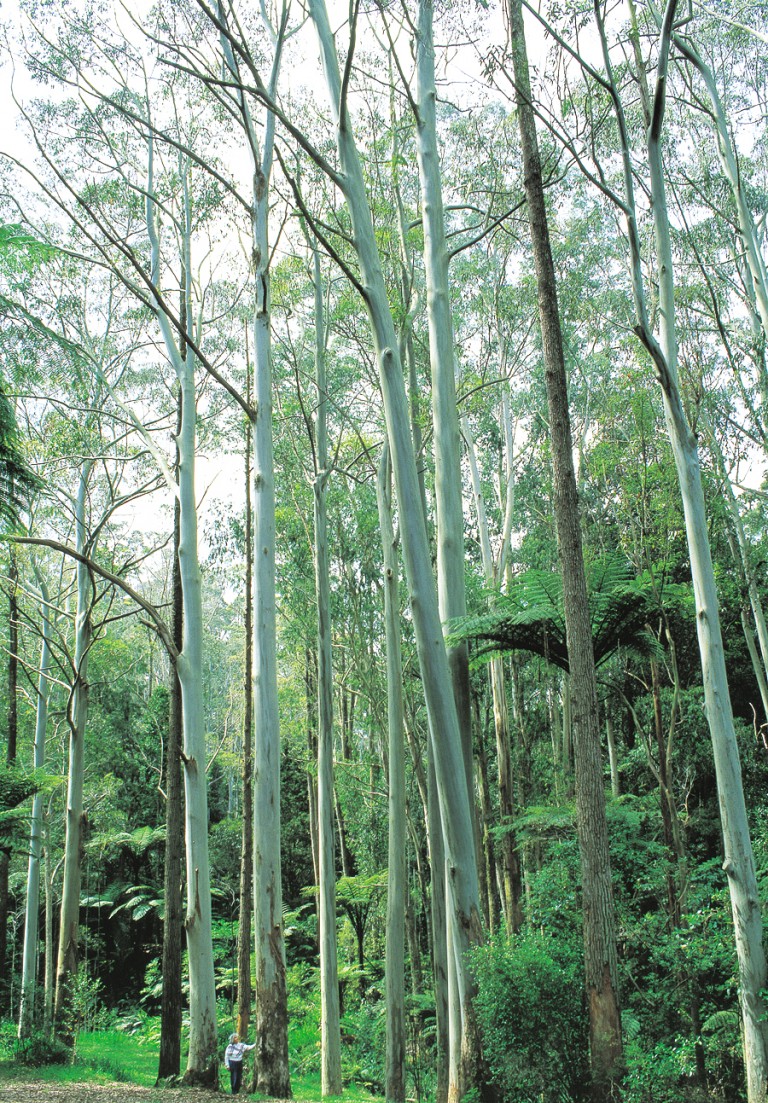 Eucalypts Trees of the Future? New Zealand Geographic