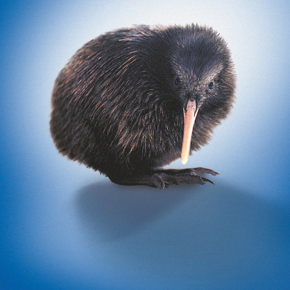 Moehau Kiwi Sanctuary | New Zealand Geographic