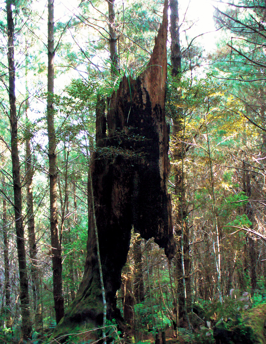 in loving memory tree picture