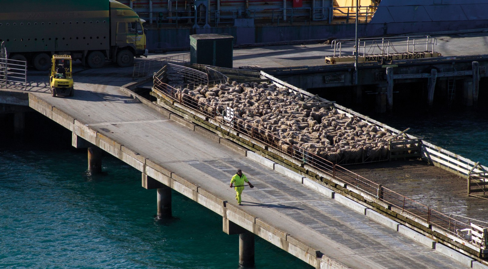 Sheep bound for the freezing works in New Zealand are yarded on the wharf at Waitangi, the main settlement on Chatham Island, as they wait to board a cargo ship. A $52 million replacement wharf and breakwater are under construction, and will eliminate the costly delays incurred currently when heavy weather prevents vessels from berthing.