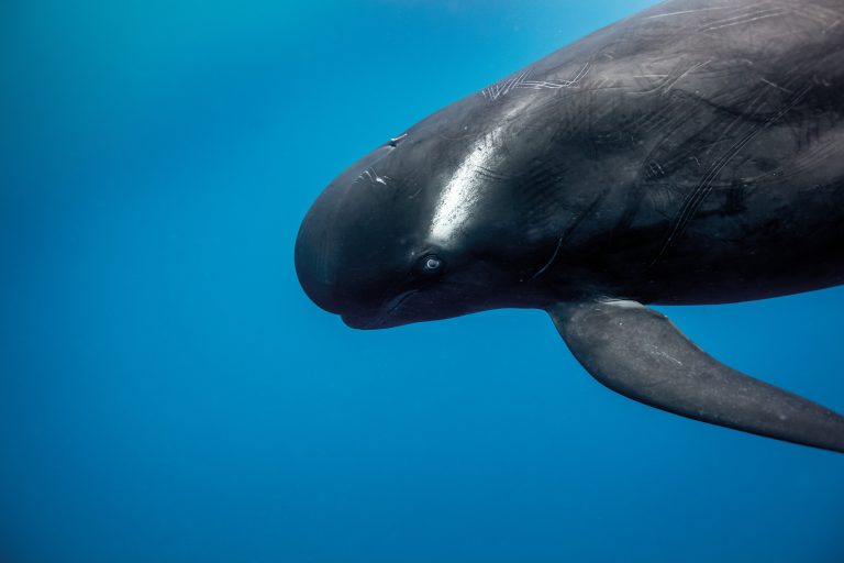 The puzzle of pilot whales New Zealand Geographic