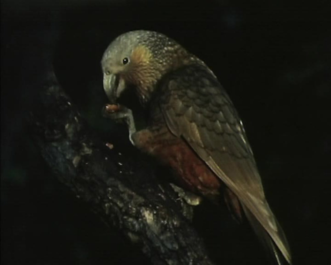 Kakapo - Night Parrot | New Zealand Geographic