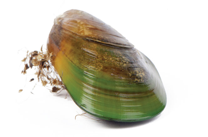 Green Lipped Mussel