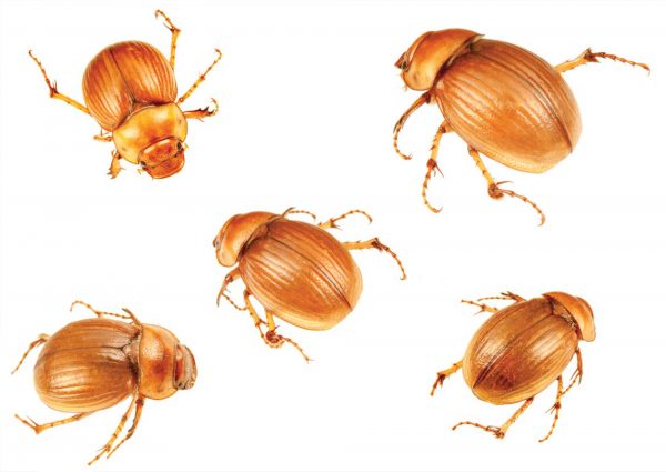 Beetle mania - Vimarsana News