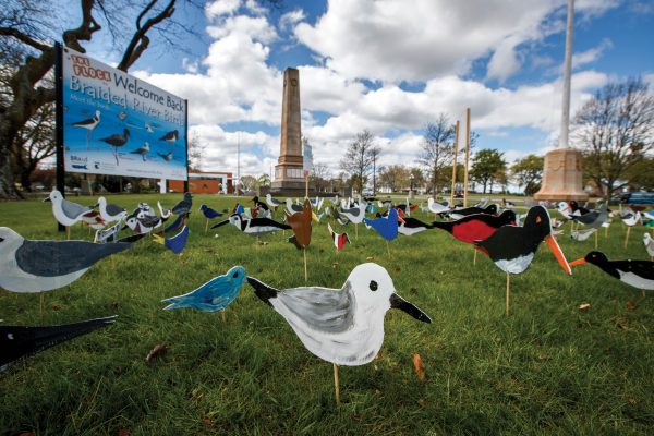 155_BlackBillGulls_09