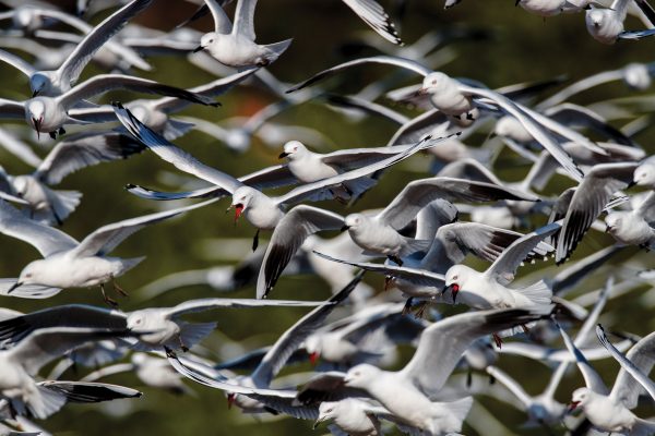 Tending the flock - Vimarsana News