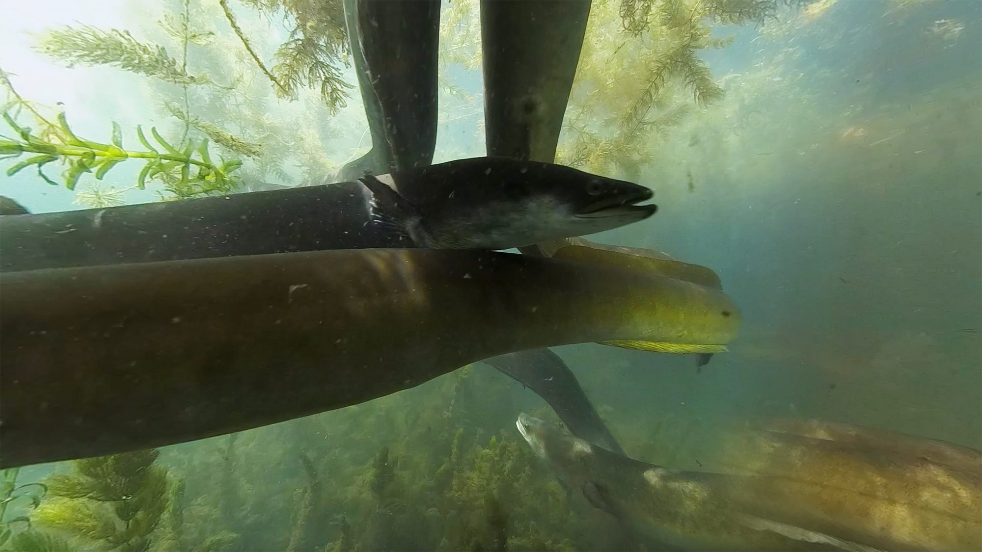 HG_Trevally
