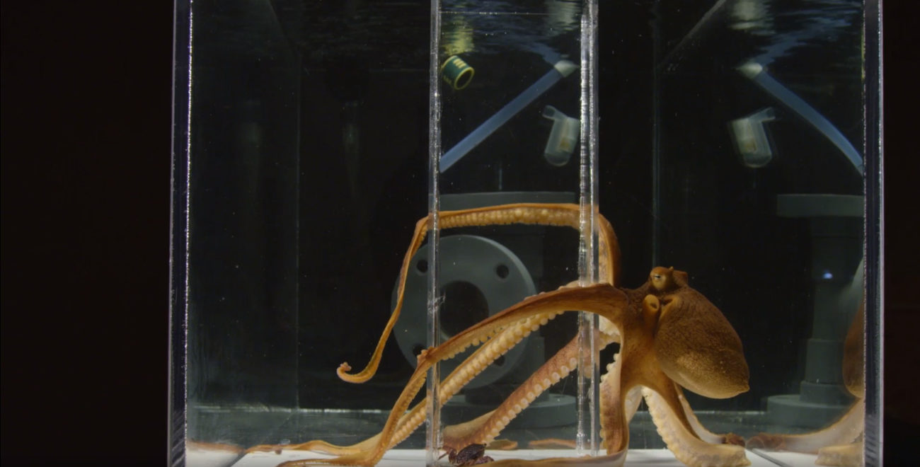 Giant Pacific Octopus Archives | New Zealand Geographic