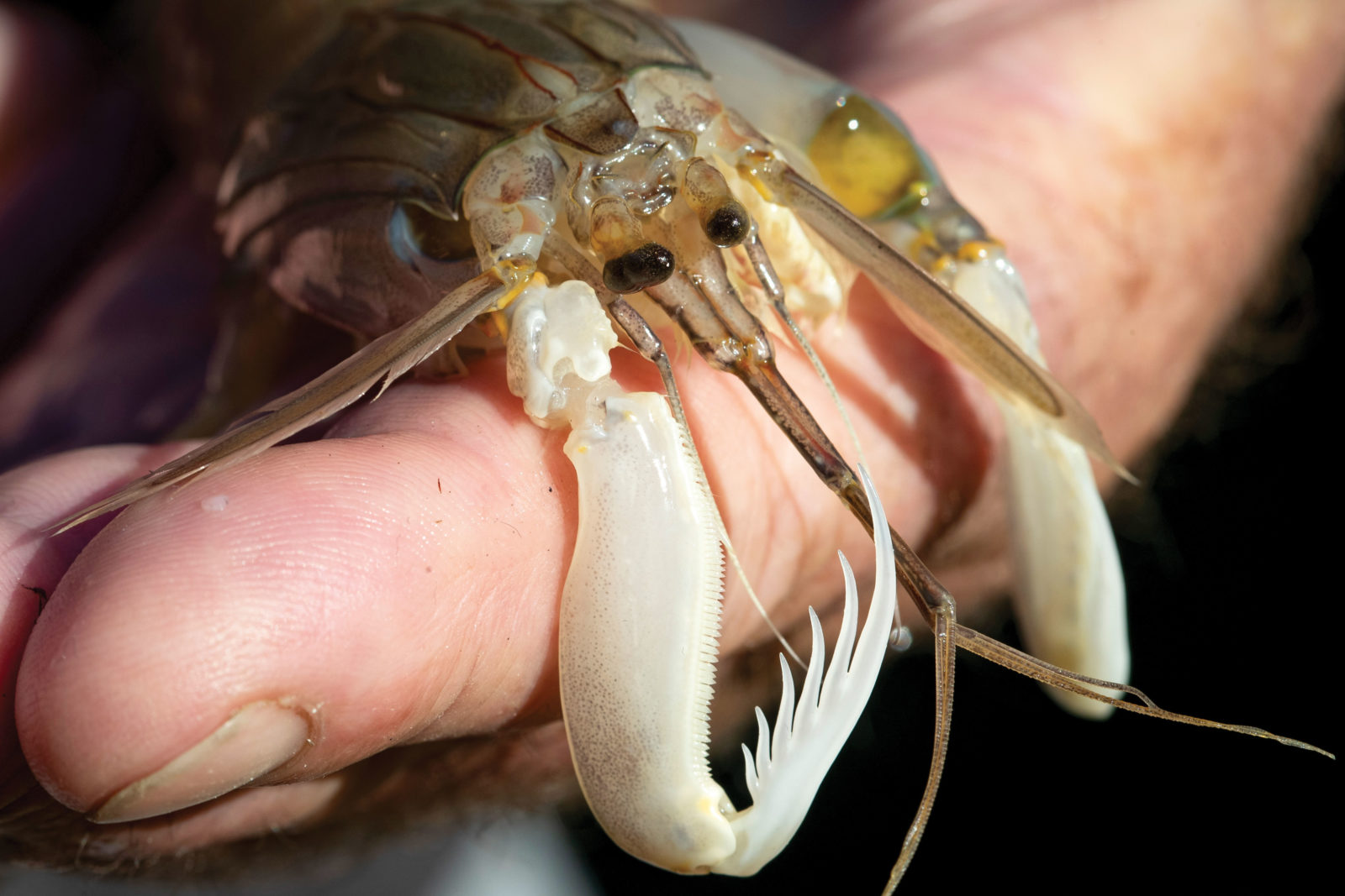 Aliens on Earth New Zealand Geographic