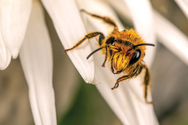 The birds and the bees - Vimarsana News