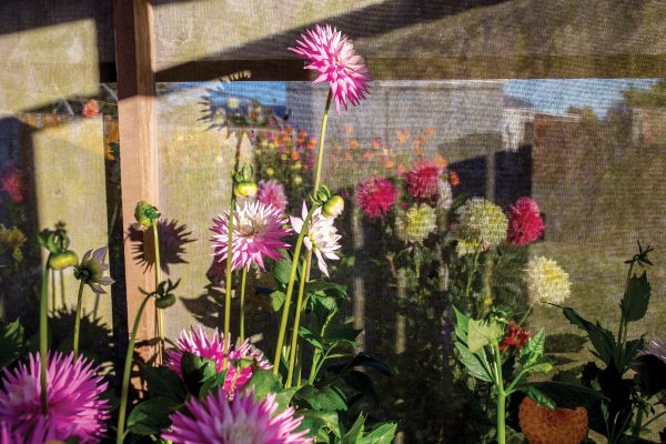 Bloom or bust - Vimarsana News