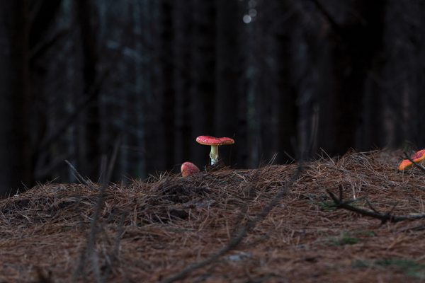 The underground forest - Vimarsana News