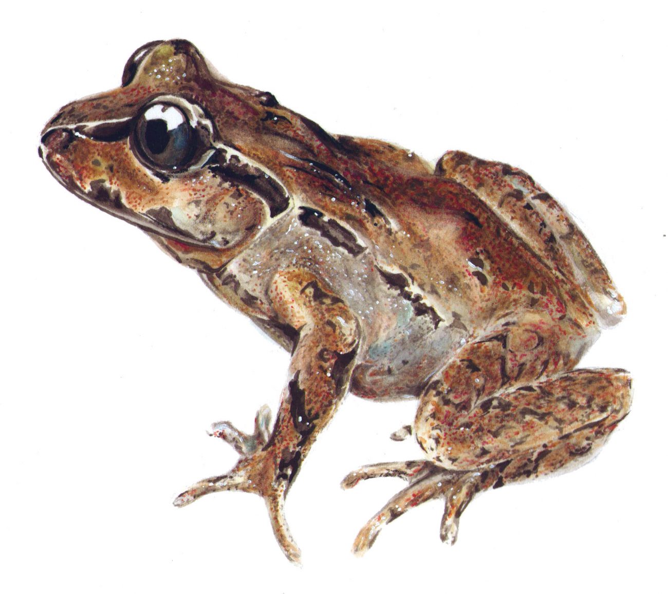 Images Of Frogs