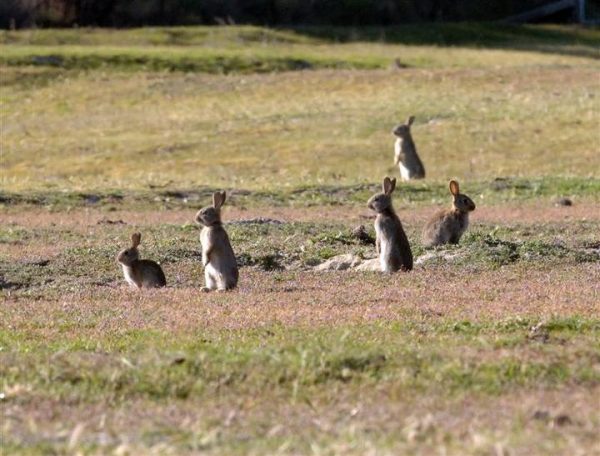 The story of NZ's rabbit plague | New Zealand Geographic
