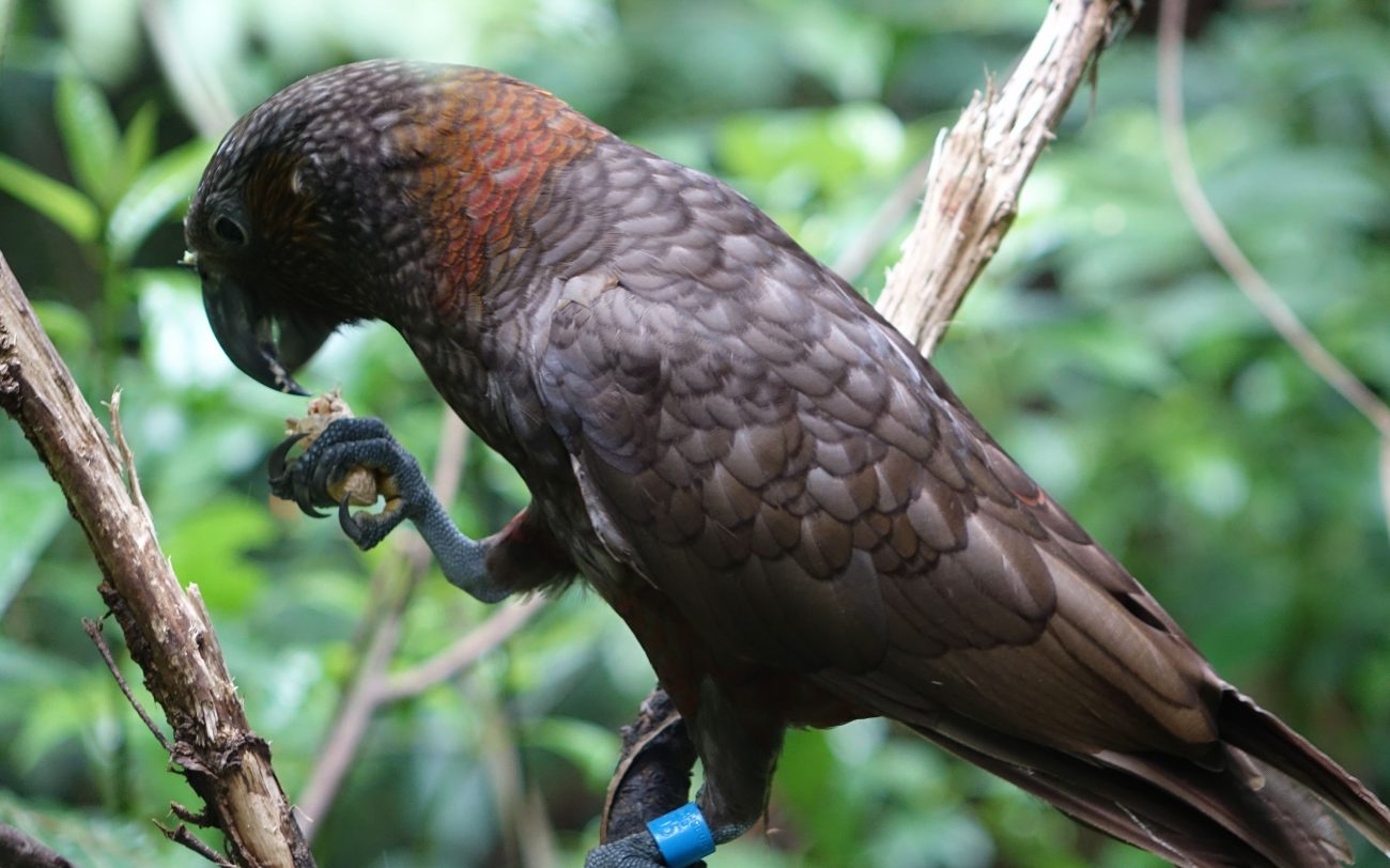 Maungatautari Reserve Hicks Road track reopens New Zealand Geographic