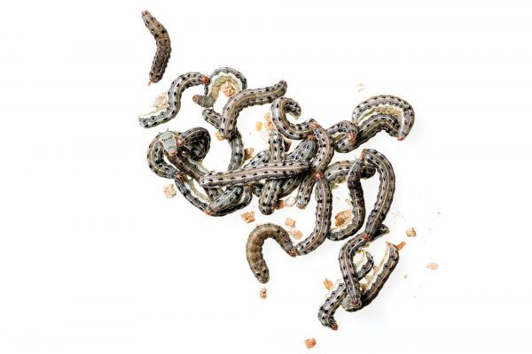 March of the armyworm - Vimarsana News
